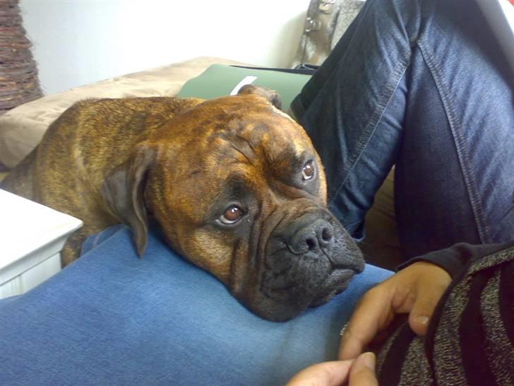 Bullmastiff Hugxi billede 16