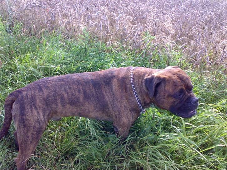 Bullmastiff Hugxi billede 17