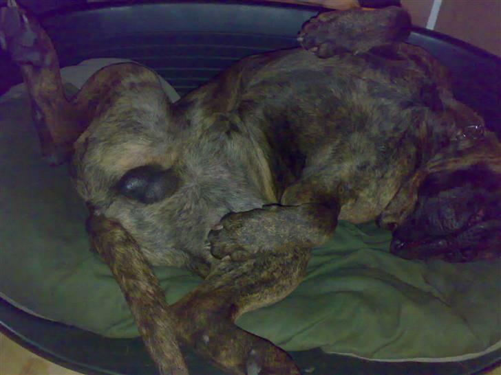 Bullmastiff Hugxi billede 18