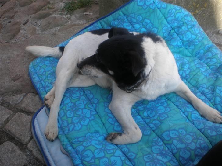 Dansk svensk gaardhund sille død  (Savn)R.I.P  - sille saven dig jeg vil ikke glemme dig foto mig billede 3