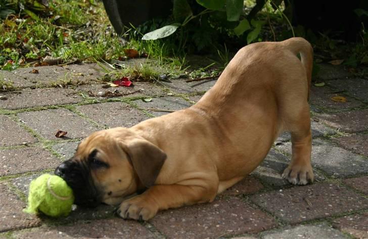 Boerboel Thor Olympia - Uhh hvor er det sjovt at leje med bolten billede 2