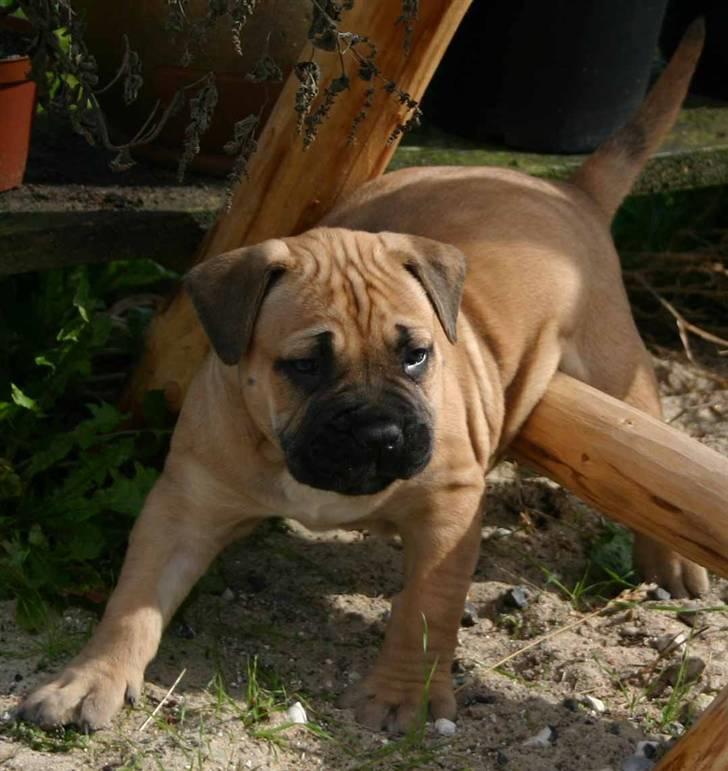 Boerboel Thor Olympia - Hjælp mig mor jeg kan ikke få min numse med mig   billede 3