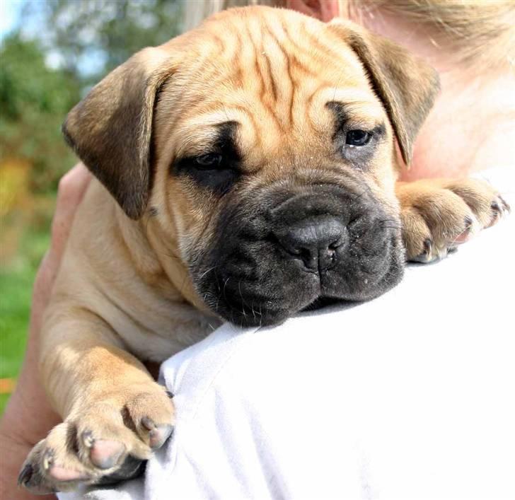 Boerboel Thor Olympia - her er jeg lige blevet 5 uger billede 4