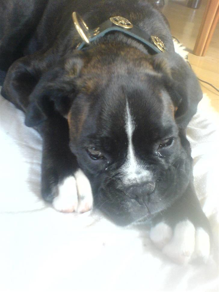 Boxer CHILLI billede 10