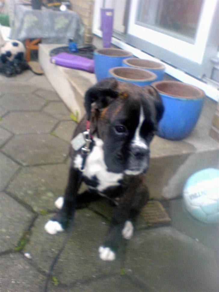 Boxer CHILLI billede 11