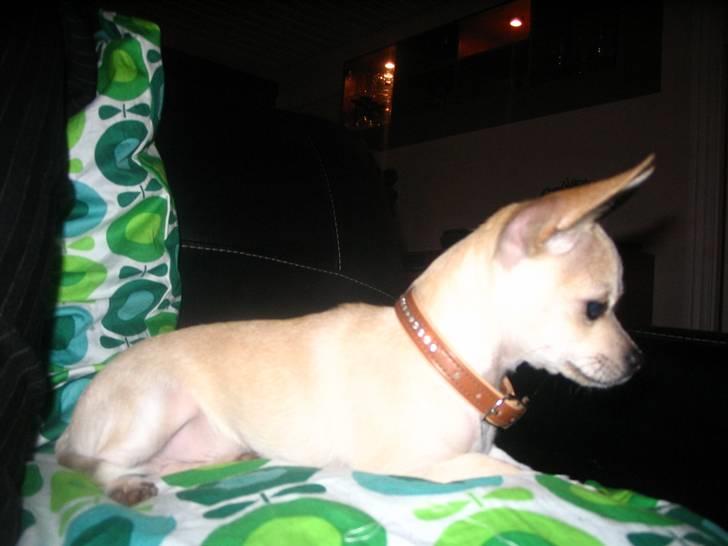 Chihuahua Maverick-Gucci - NY. d.25/11-07 billede 16