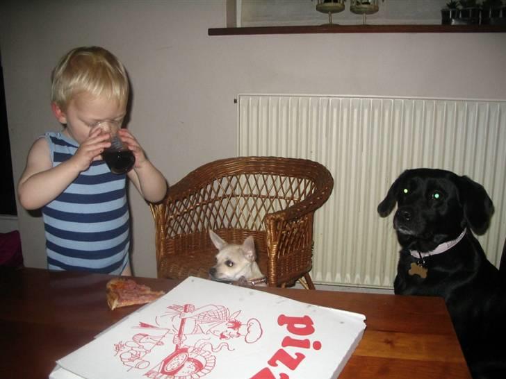 Chihuahua Maverick-Gucci - Umm Noah spise pizza og JEG ville gern smage:) billede 17