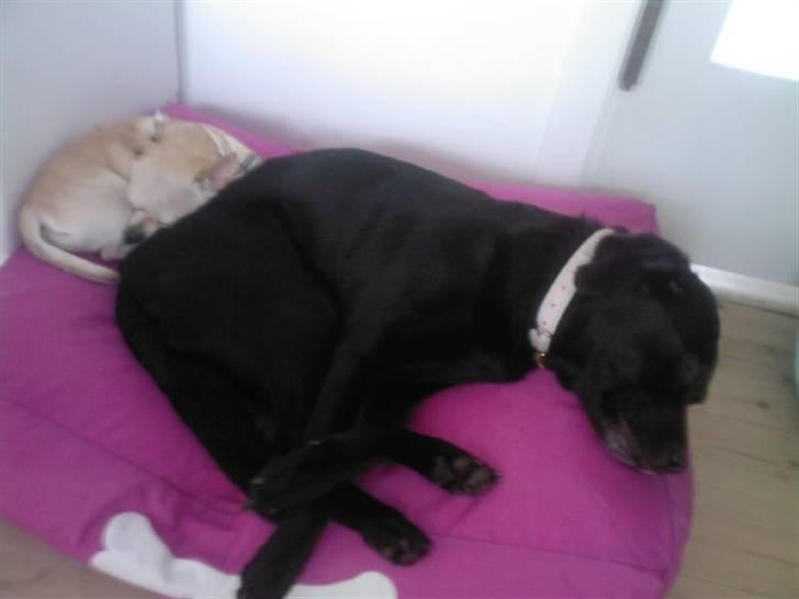 Chihuahua Maverick-Gucci - de putter altid sammen billede 18