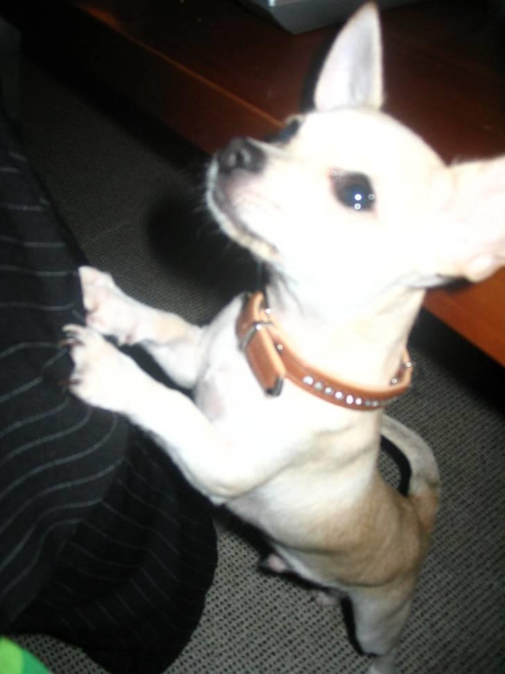 Chihuahua Maverick-Gucci - er jeg ikke bare yndig:) her 5½mdr gammel. billede 19
