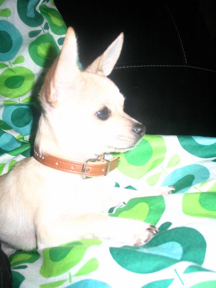 Chihuahua Maverick-Gucci - det er hårdt at være lækker billede 20