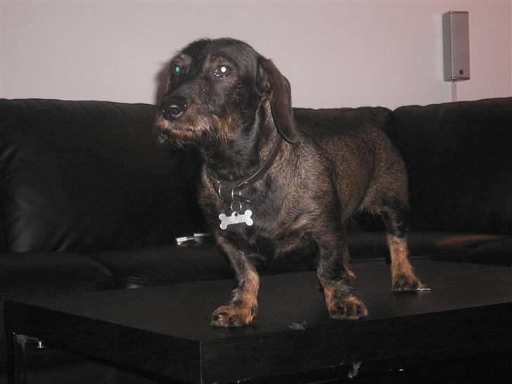 Gravhund Molly billede 2