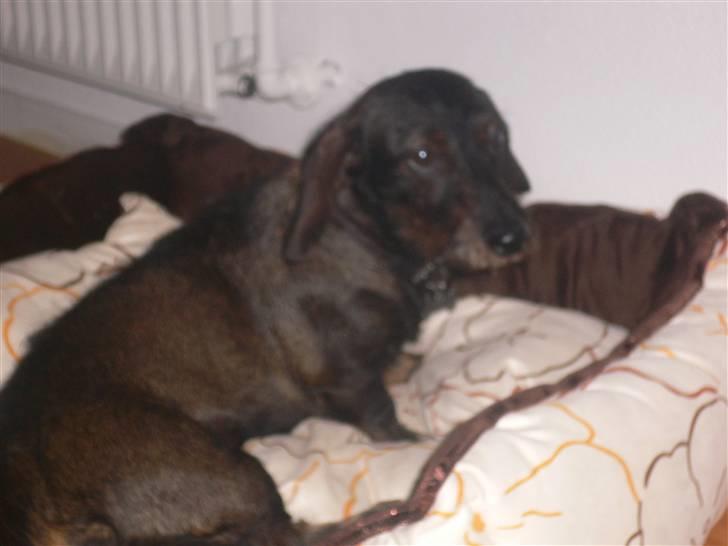 Gravhund Molly billede 3