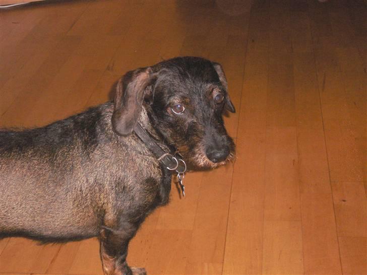 Gravhund Molly billede 4