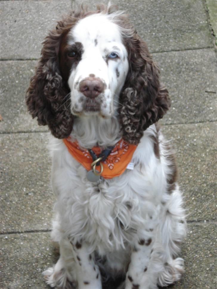 Engelsk springer spaniel Bølle  R.I.P.  - Bølle trolden. billede 1