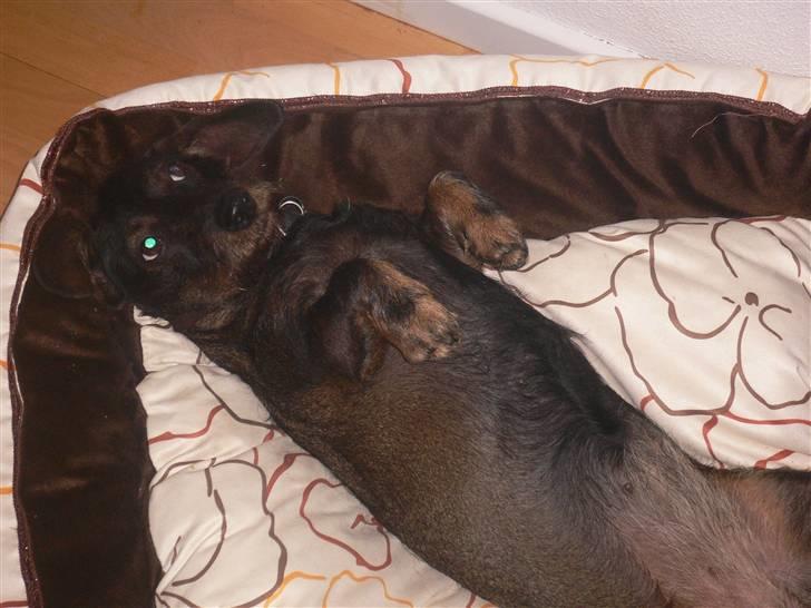 Gravhund Molly billede 5