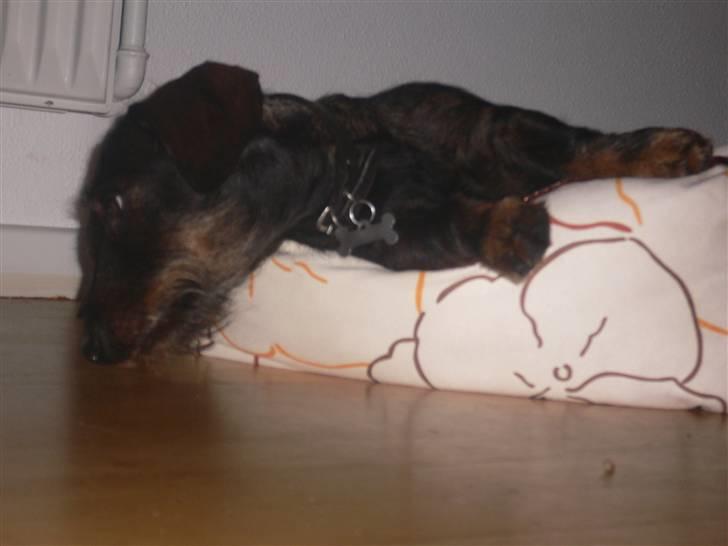 Gravhund Molly billede 6