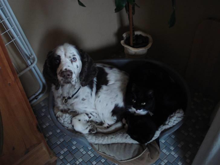 Engelsk springer spaniel Bølle  R.I.P.  - Bølle med sine bedste venner. billede 2