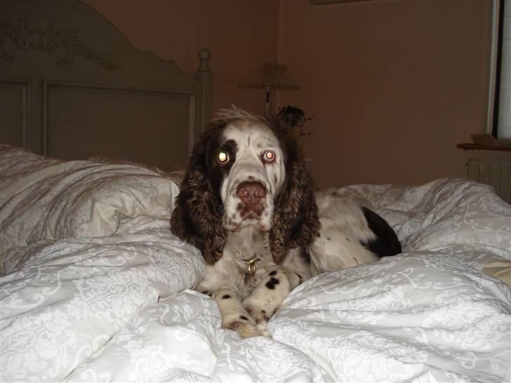 Engelsk springer spaniel Bølle  R.I.P.  - Bølle har listet sig op i sengen( ved godt han ikke må) billede 3
