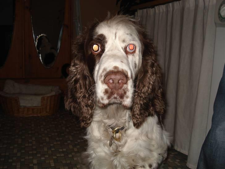 Engelsk springer spaniel Bølle  R.I.P.  billede 4