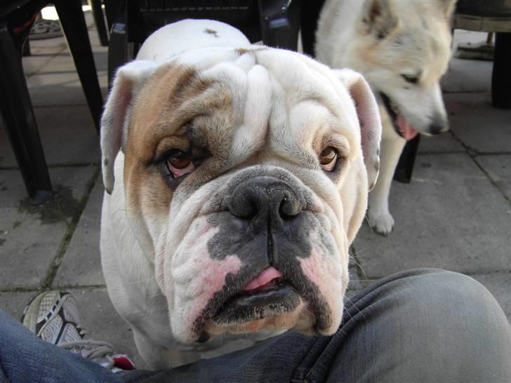 Engelsk bulldog Mugge R.I.P  D.6/6-2016 - Se far er jeg ikke sød billede 1