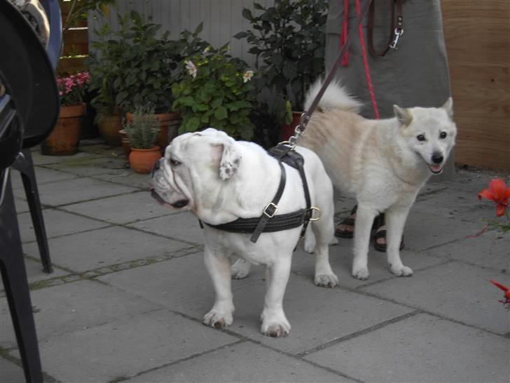 Engelsk bulldog Mugge R.I.P  D.6/6-2016 - Her er Mugge og Monty som lige har været ude at gå tur billede 2