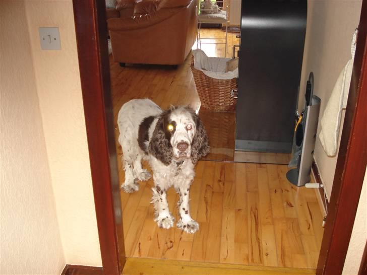 Engelsk springer spaniel Bølle  R.I.P.  billede 5