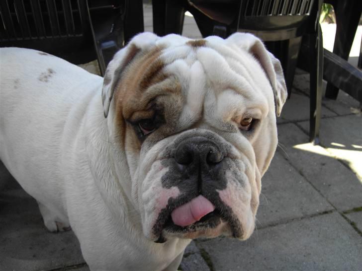 Engelsk bulldog Mugge R.I.P  D.6/6-2016 - Jeg er lige vågnet billede 3