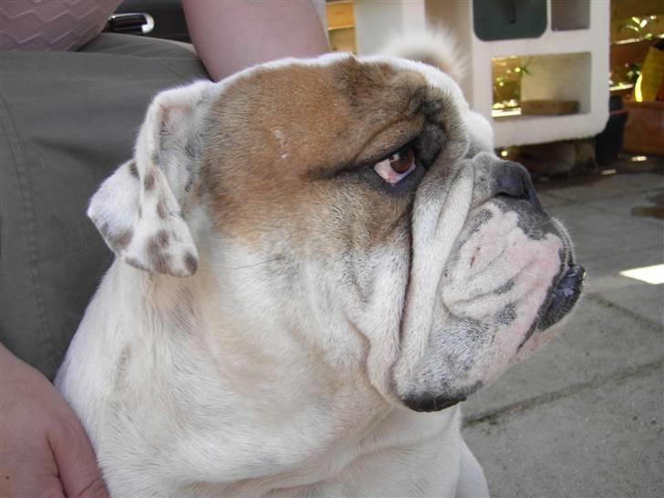 Engelsk bulldog Mugge R.I.P  D.6/6-2016 - Det er bare dejligt at blive kælet billede 4
