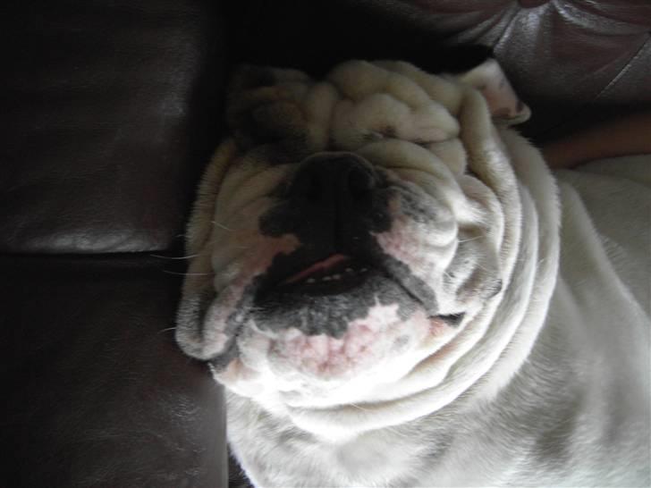 Engelsk bulldog Mugge R.I.P  D.6/6-2016 - Så er det tid til en lur billede 5