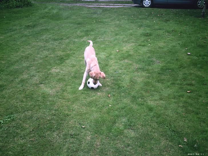 Blanding af racer Simba billede 1