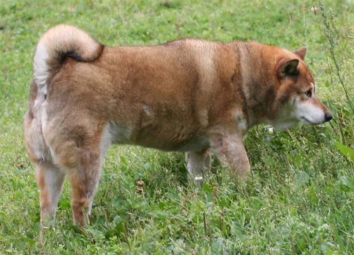 Shiba Shipsen - Sommer 2007 billede 13