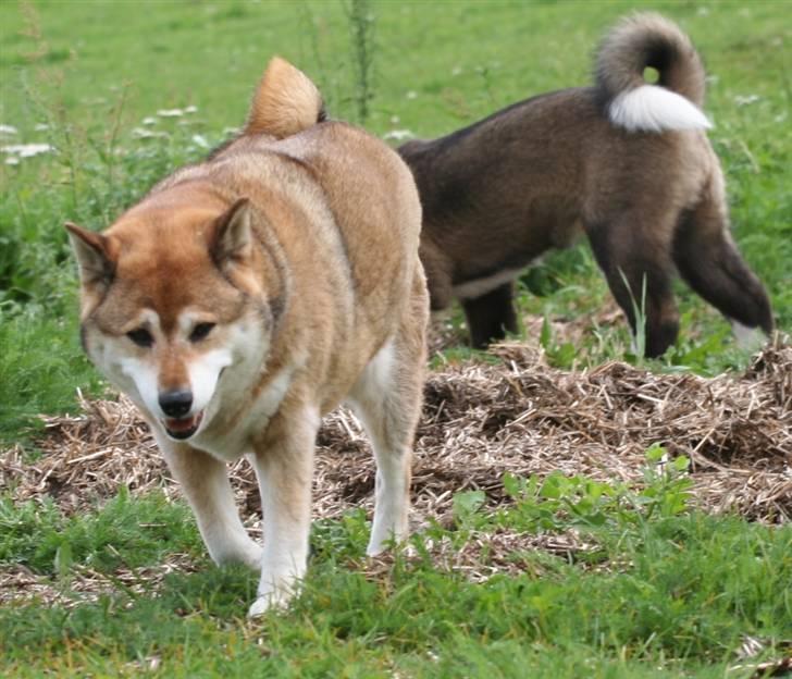 Shiba Shipsen - Sommer 2007 - på folden med Toya billede 14