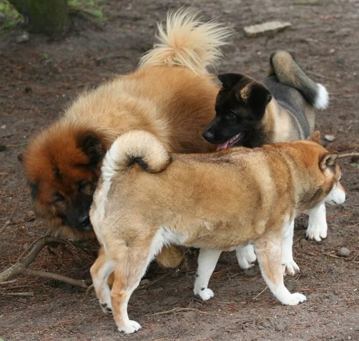 Shiba Shipsen - Shiba, Yasmo og Toya billede 15