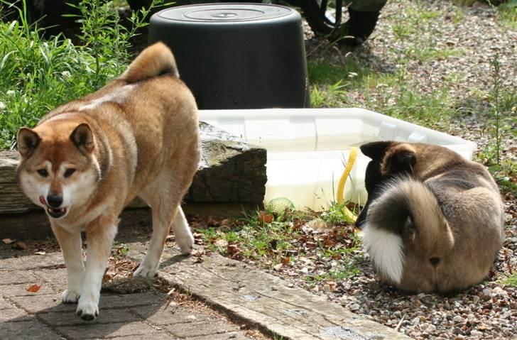 Shiba Shipsen - Shiba ryster på hovedet af Toya billede 16
