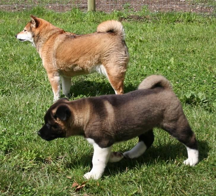 Shiba Shipsen - Shiba med en helt lille nyankommet Toya billede 17