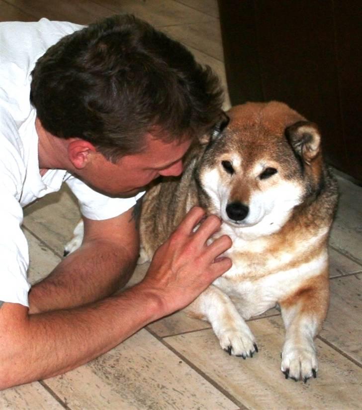 Shiba Shipsen - Shiba med sin far i en hyggestund billede 18