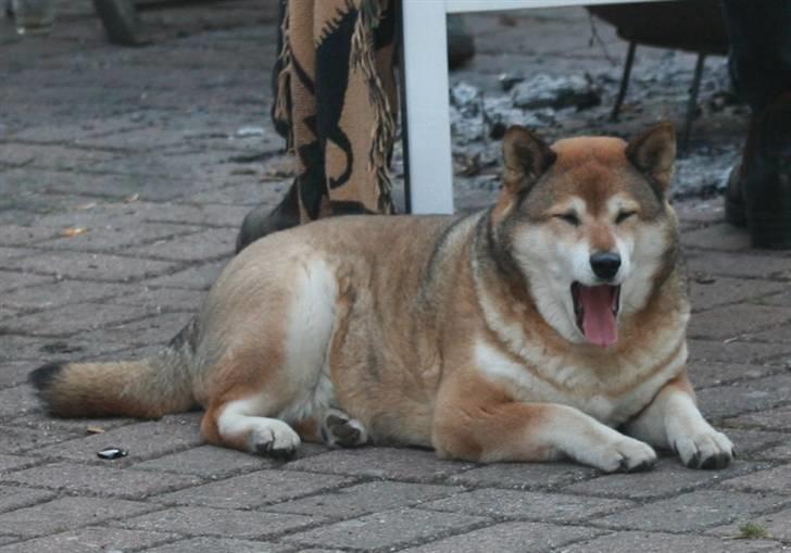 Shiba Shipsen - En træt Shiba ud på morgenen efter en lang Skt. Hans aften billede 20