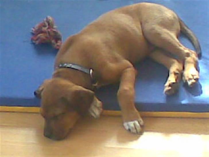 Blanding af racer Kato billede 1