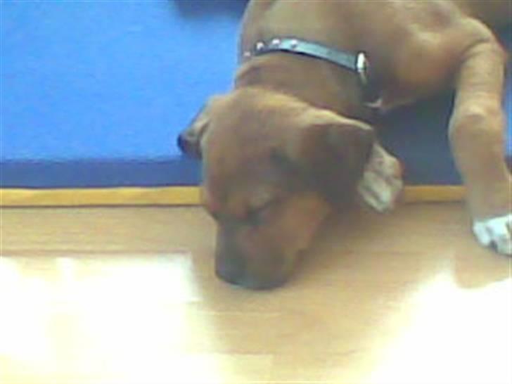 Blanding af racer Kato billede 2