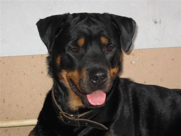 Rottweiler Rot-Dot´s Duna billede 1