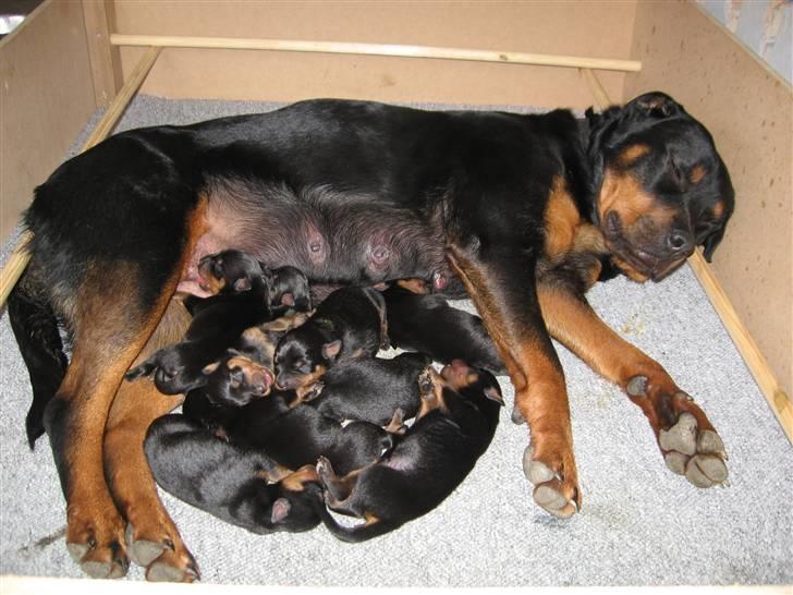 Rottweiler Rot-Dot´s Duna billede 2