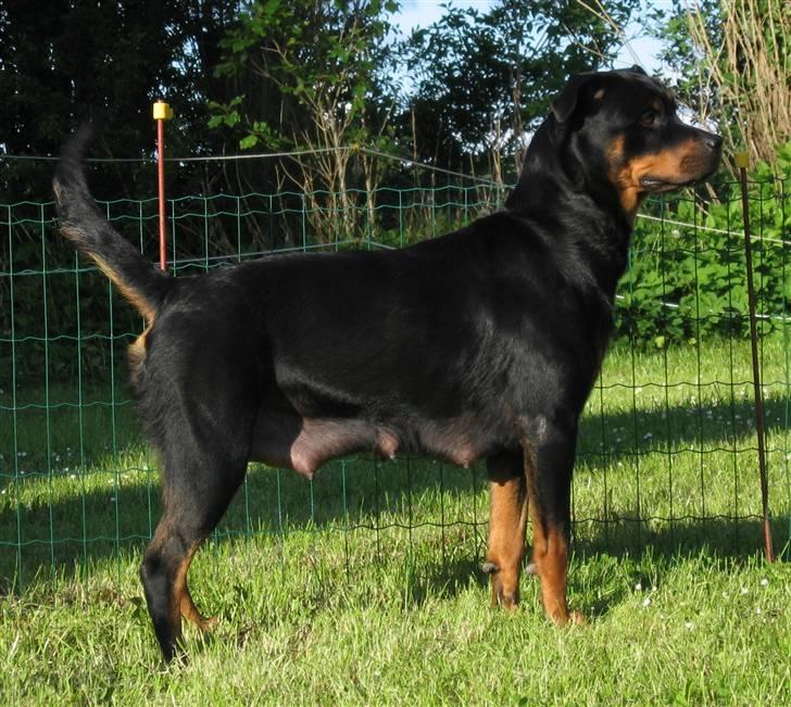 Rottweiler Rot-Dot´s Duna billede 3