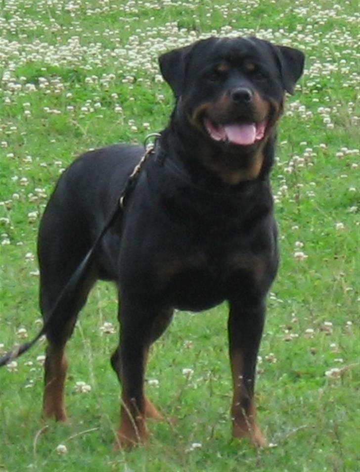 Rottweiler Gonzo billede 9