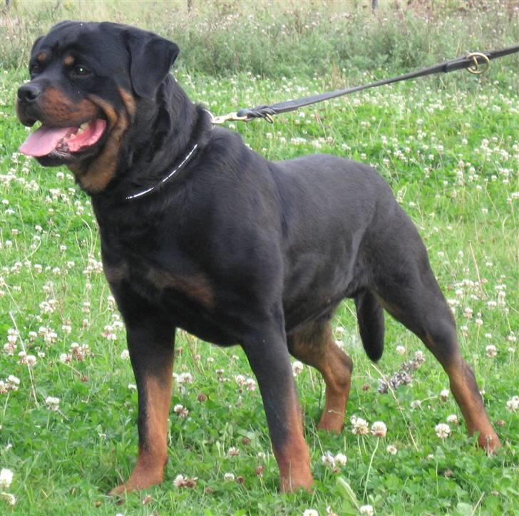 Rottweiler Gonzo billede 10