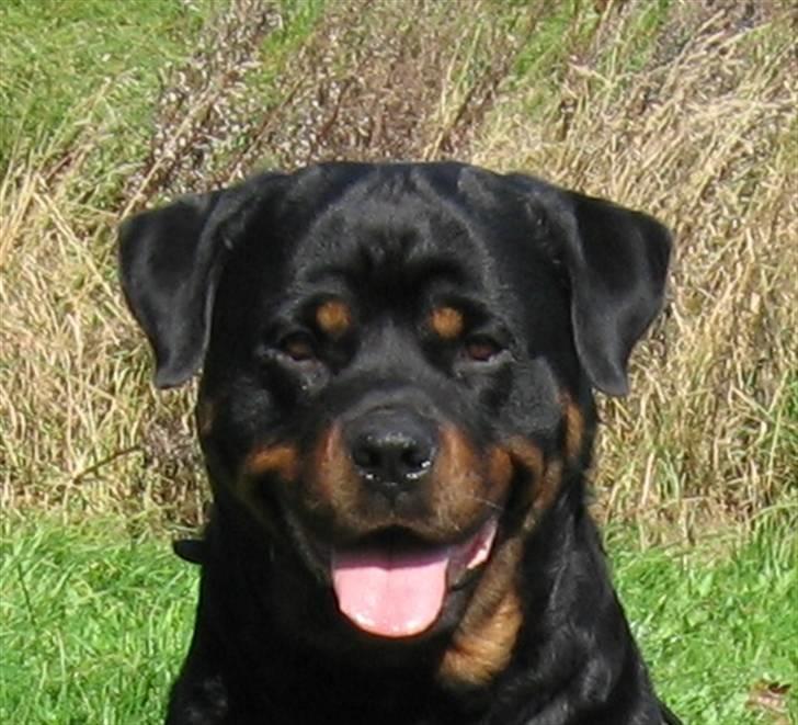 Rottweiler Gonzo billede 11