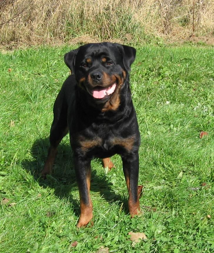 Rottweiler Gonzo billede 12
