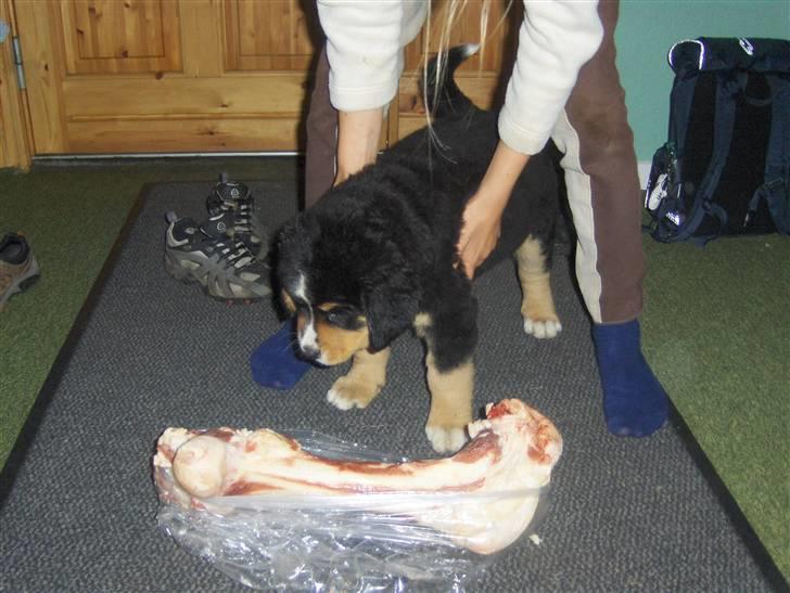 Berner sennenhund Afrodite - Wow den ser farlig ud! billede 15