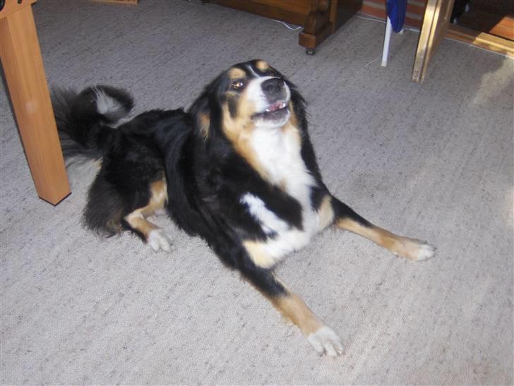 Blanding af racer Freja - Freja billede 13