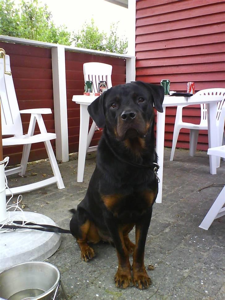 Rottweiler Rocky - turen til Fanø. i et hyggelig sommerhus billede 1