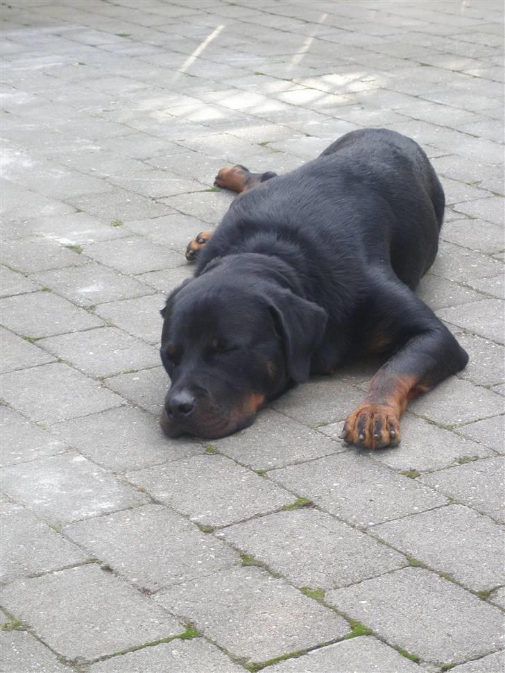 Rottweiler Rocky - Rocky træt igen billede 2